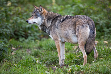 Gray/Eurasian wolf (Canis lupus)
