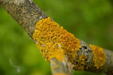 lichen