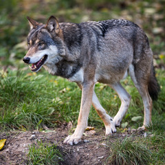 Gray/Eurasian wolf (Canis lupus)