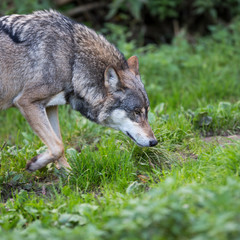 Naklejka na ściany i meble Gray/Eurasian wolf (Canis lupus)
