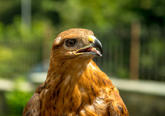 Golden eagle