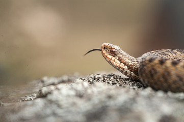 Adder