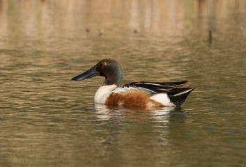 Northern Shoveler