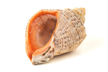 sea shell on white