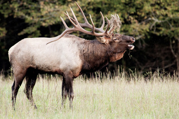 Bull Elk throws back his head and bugles.