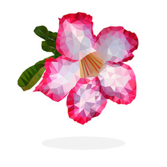 Beautiful pink and white Desert Rose Flower, Low polygon