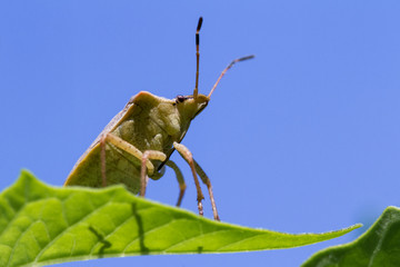 stink bug
