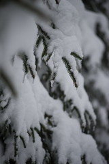 christmas evergreen pine tree covered with fresh snow