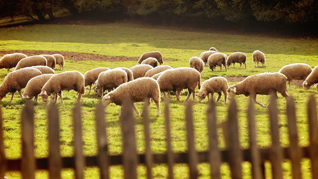 A herd of sheep grazing on the green field in the evening