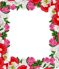 peony flowers isolated on white background