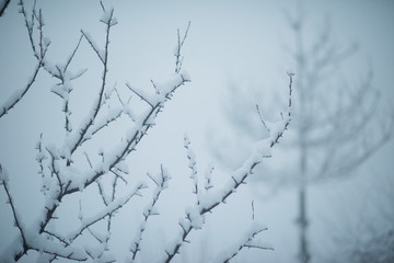 christmas evergreen pine tree covered with fresh snow