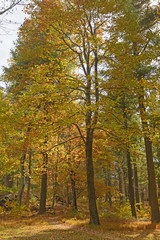 Quiet Path in the Fall