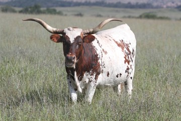 Texas Longhorn Bull