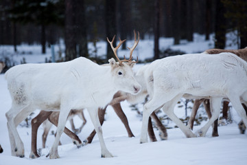 Reindeer flock in the wild at winter