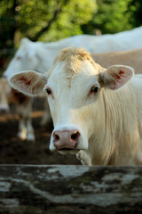 Young cattle standing staring