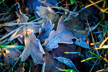 Frozen oak leafs