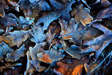 frosted oaks leafage