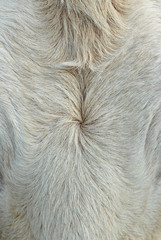 Detailed macro picture of cow skin.  texture, background.