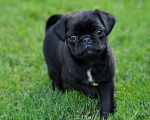 Adorable puppy pug walking in the grass