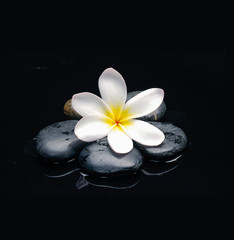 Fototapeta na wymiar frangipani with therapy stones