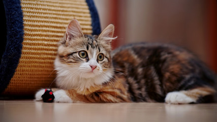 Fototapeta na wymiar Domestic multi-colored kitten with a toy.