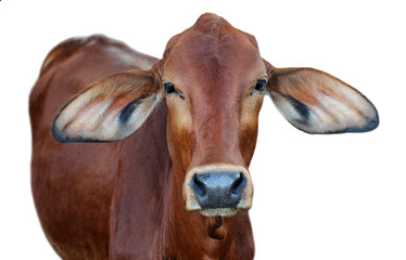 Fototapeta premium Image of red cow isolated on white background.