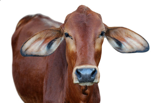 Image of red cow isolated on white background.