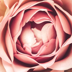 Obraz premium close-up of fresh rose flower