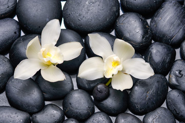 Obraz na płótnie Canvas White orchid with black stones on wet background