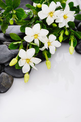 Fototapeta na wymiar Lying down gardenia on black pebbles 