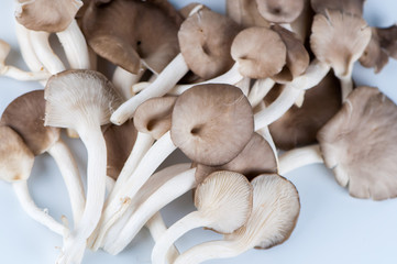 oyster mushroom