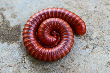 Millipede