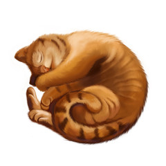 Illustration: The Big Cat Sleeps into a Ball, isolated on White Background. Realistic Fantastic Cartoon Style Wallpaper / Scene / Background / Card Design.
