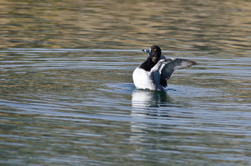 Ring-Necked Stretching Its Wings While Resting on the Water