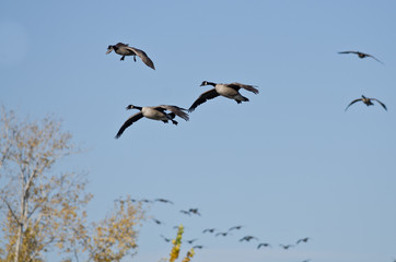 Fototapeta na wymiar Flocks of Canada Geese Coming in for a Landing