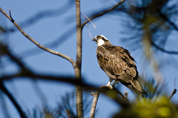 Osprey Perched High in the Tree