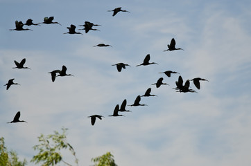Flock of White-Faced Ibis Flying Low Over the Marsh