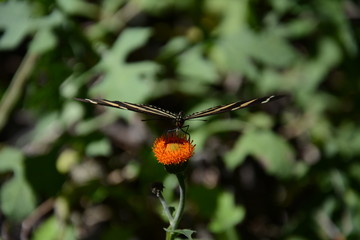 Obraz premium La mariposa come el polen de la flor.