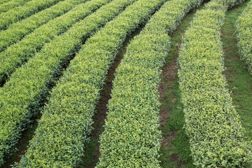 Tea farm on mountain, Thailand.