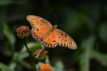 Mariposa de color naranja luce su belleza.