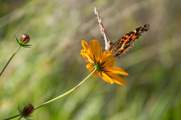 La mariposa se alimenta de la flor.
