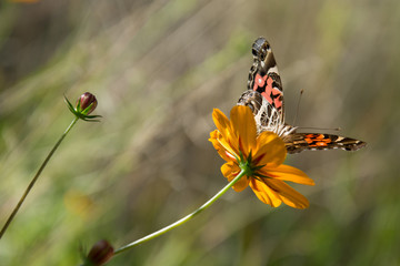 Mariposa posa sobre la flor.