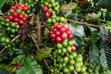 Coffee beans ripening on a tree.