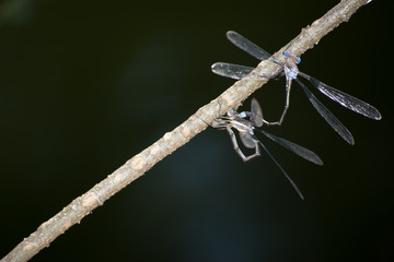 Libélulas se aparean sostenidas de una rama.