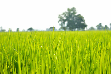 Rice fields soft focus abstract style.Natural background blurred