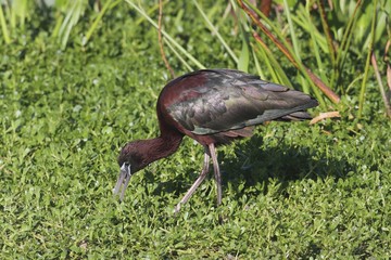 Glossy Ibis (Plegadis falcinellus)