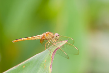 dragonfly