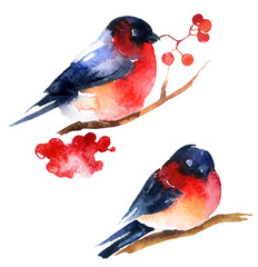 Watercolor bullfinch and ashberry