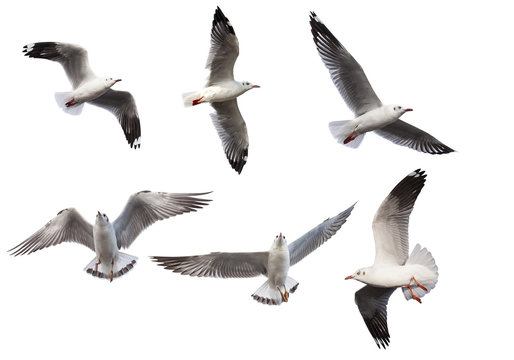 Seagulls on white background