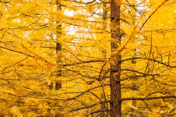 Papier Peint photo Lavable Arbres Mélèze jaune d& 39 automne